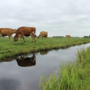 Afbeelding1